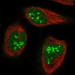CCDC59 Antibody, Novus Biologicals 25 &mu;L; Unlabeled:Antibodies, Polyclonal